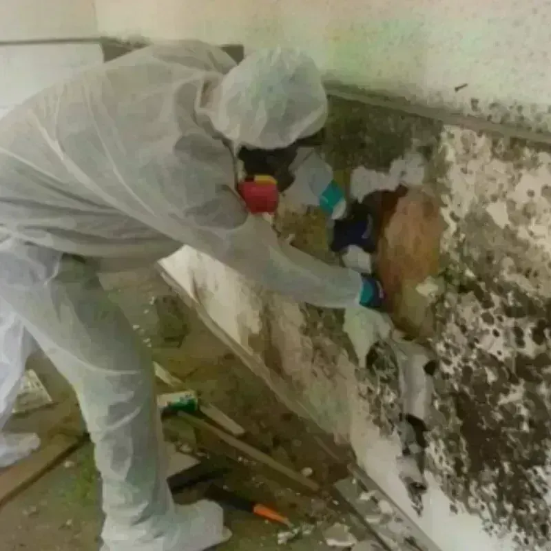 Mold Remediation and Removal in Timmonsville, SC